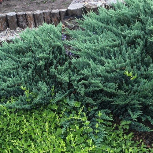 Juniperus horizontalis 'Winter Blue' - Roomav kadakas 'Winter Blue' C2/2L